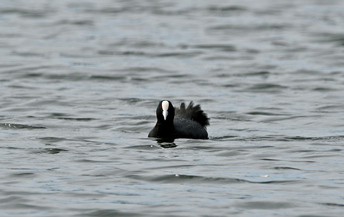 lyska černá - ML644267173