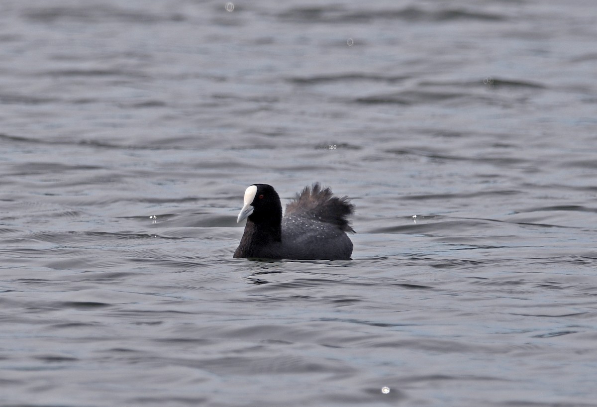 lyska černá - ML644267179