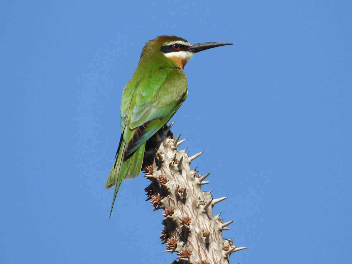 olivenbieter - ML644267180