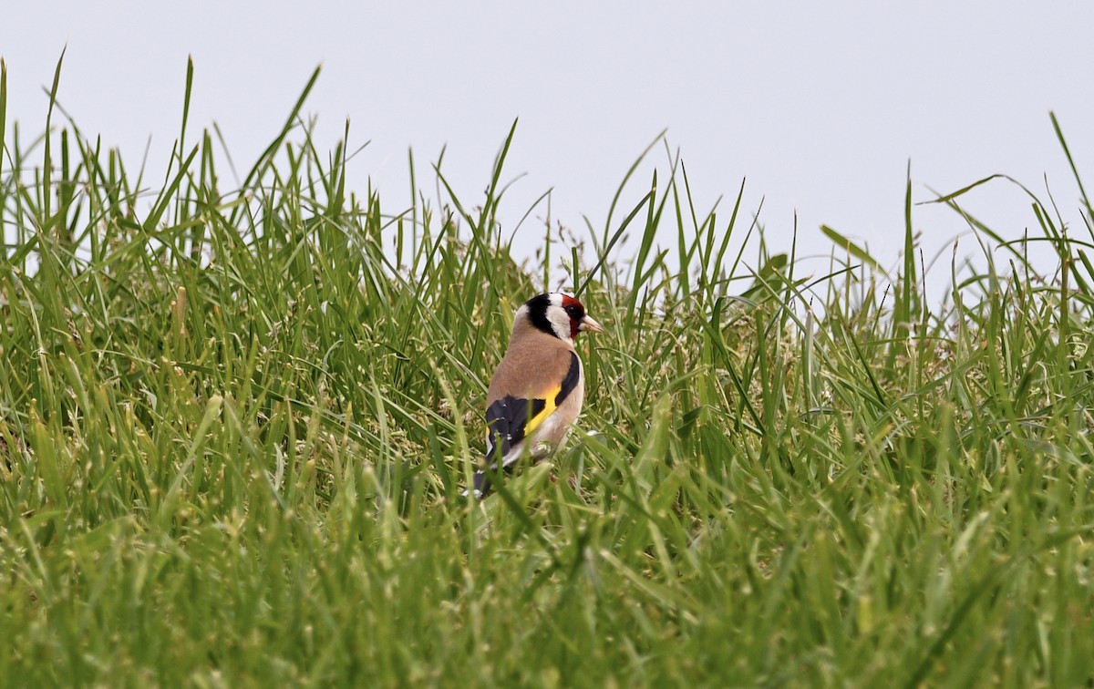 stehlík obecný - ML644267191