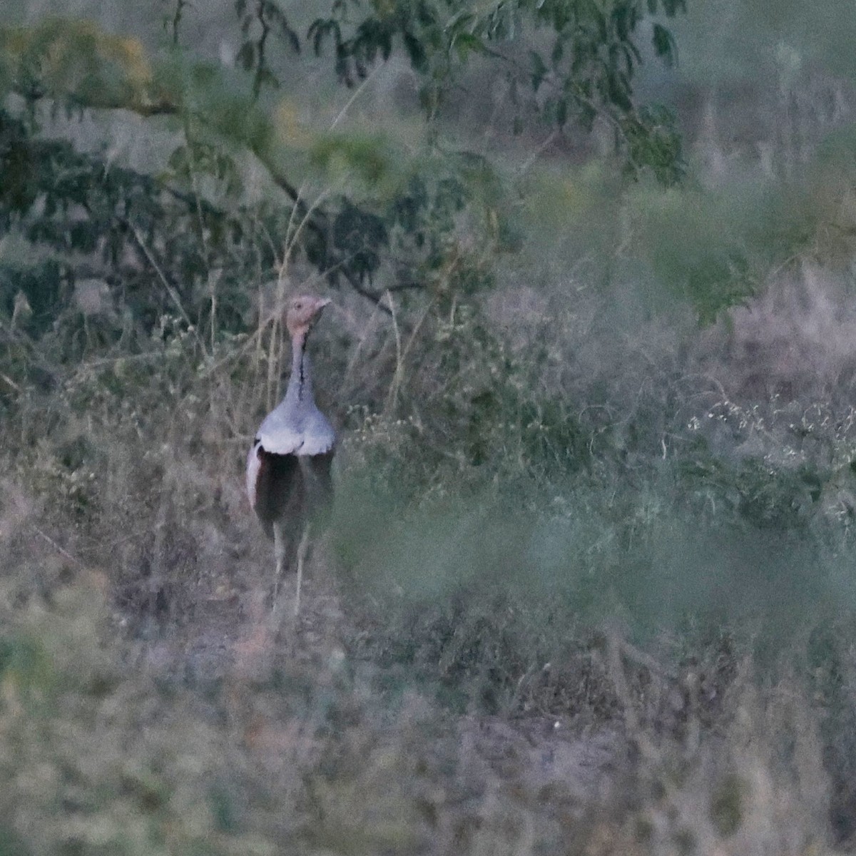 キタカンムリショウノガン - ML644267210