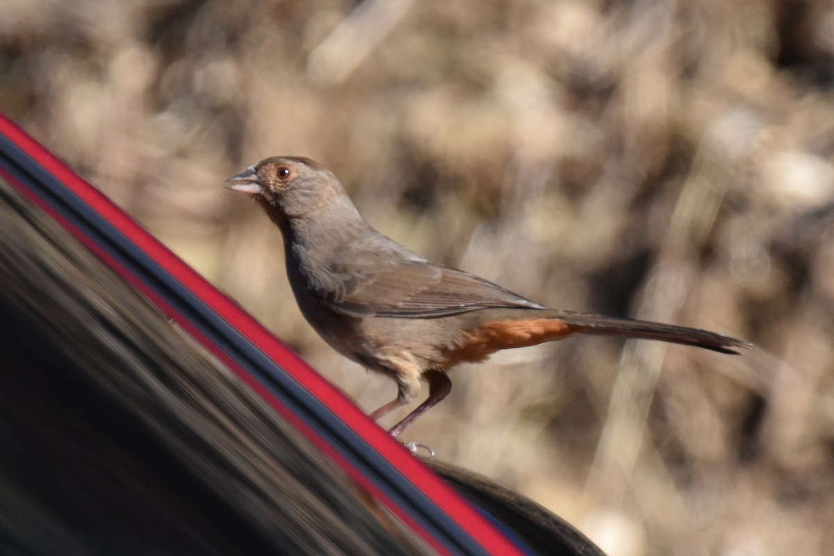 California Towhee - ML644267211