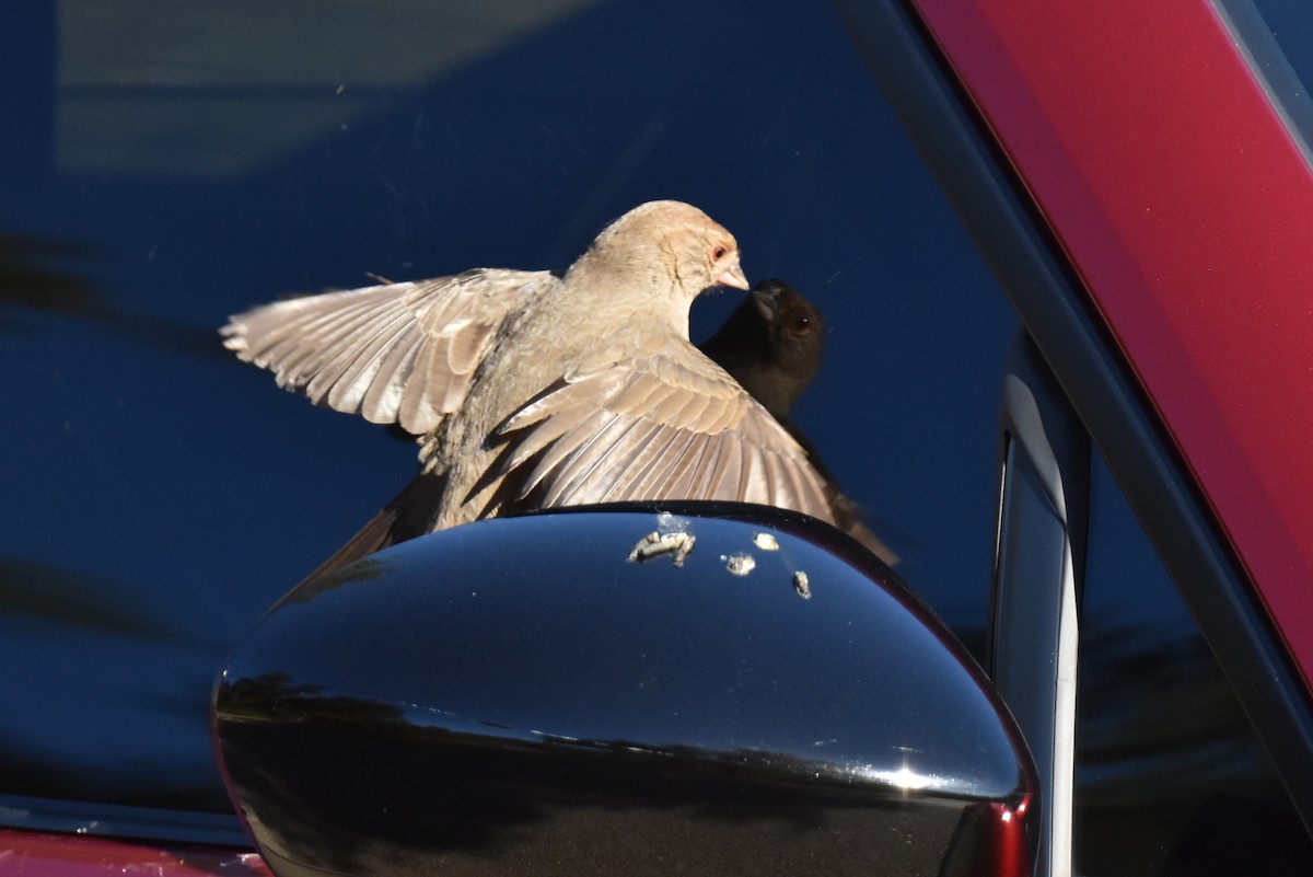 California Towhee - ML644267212