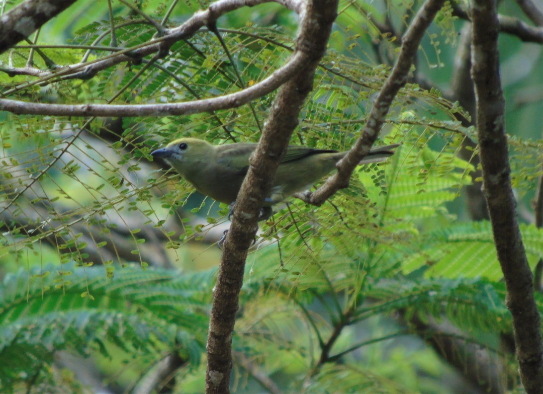 palmetanagar - ML644267214