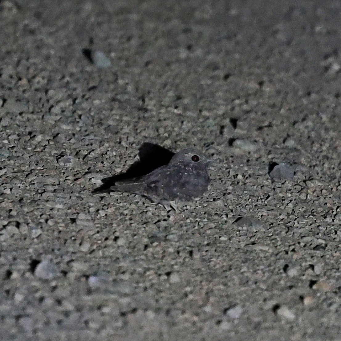 Chotacabras Estrellado - ML644267218