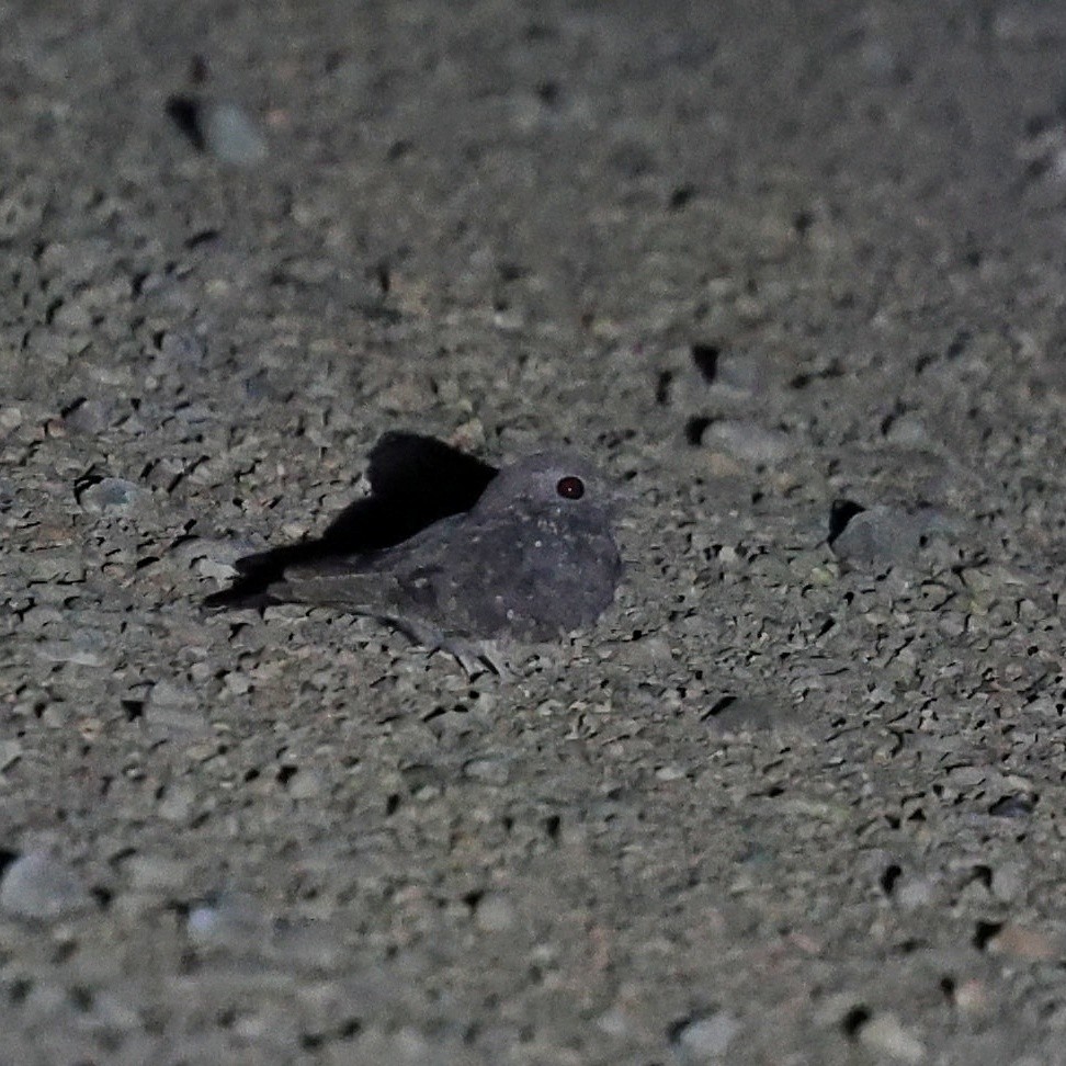 Chotacabras Estrellado - ML644267219