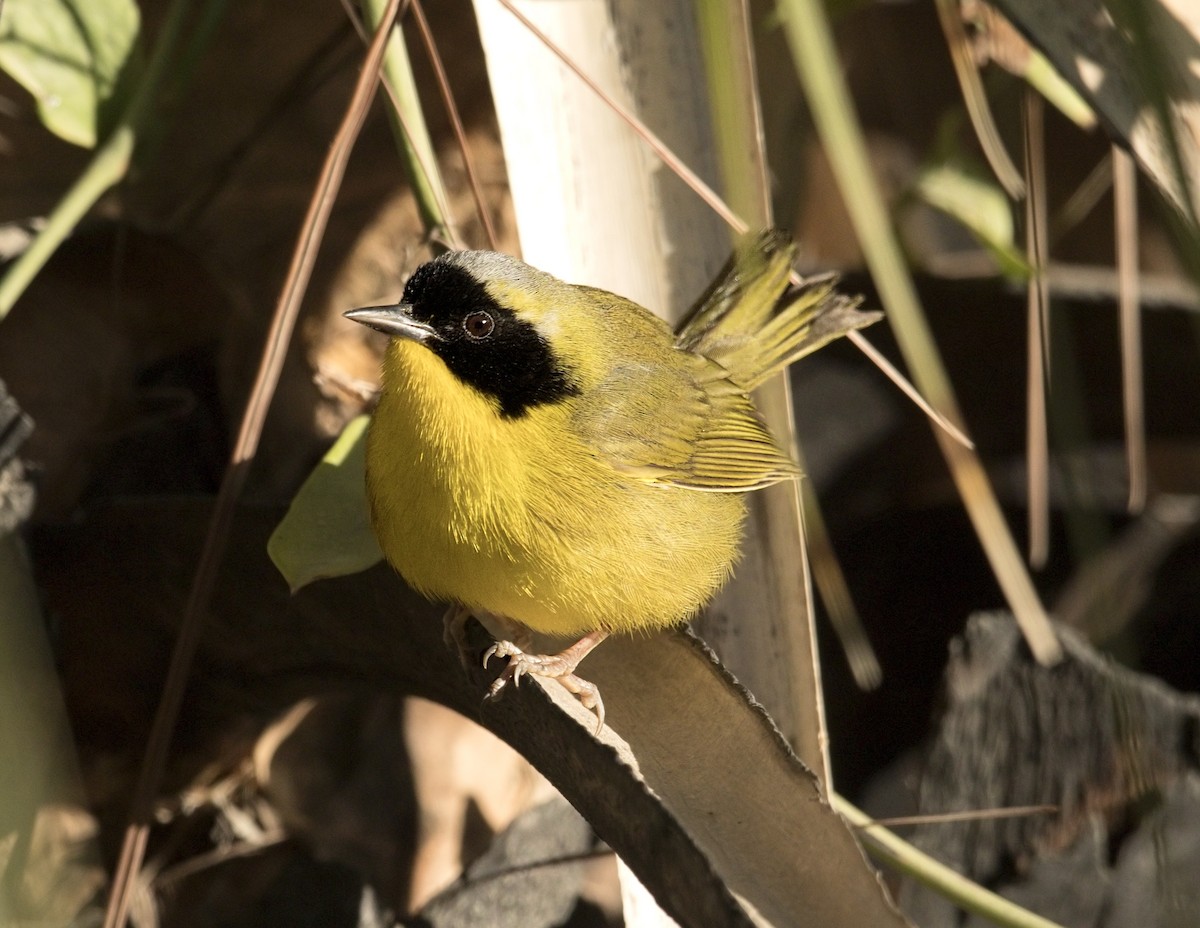 Bahama Yellowthroat - ML644267225