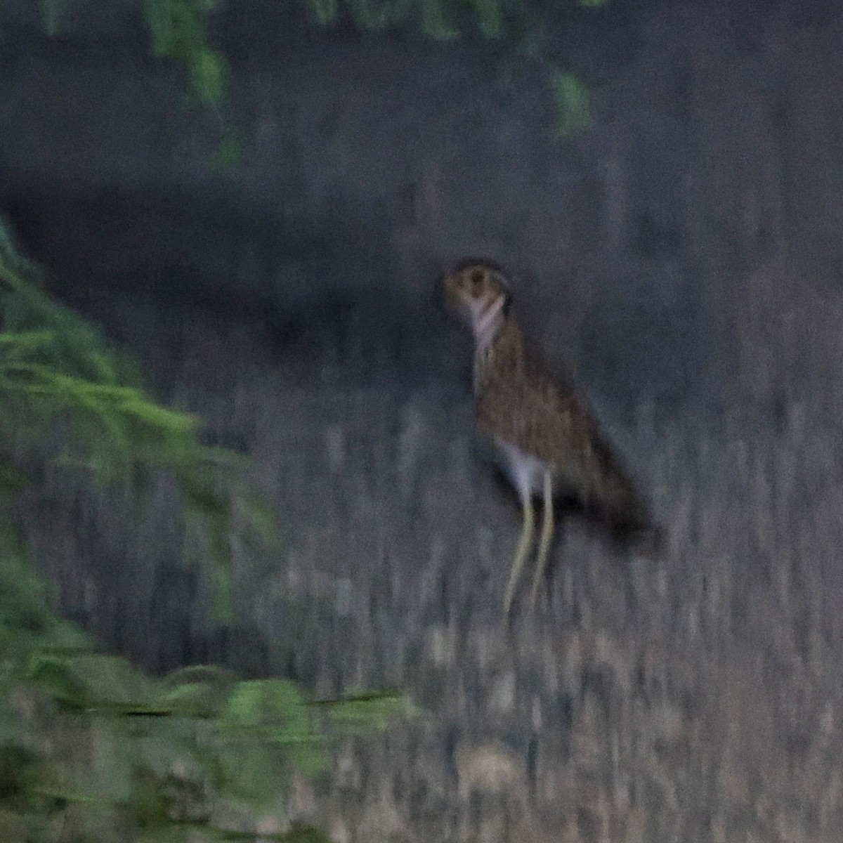 Üç Kuşaklı Çalıkoşarı - ML644267231