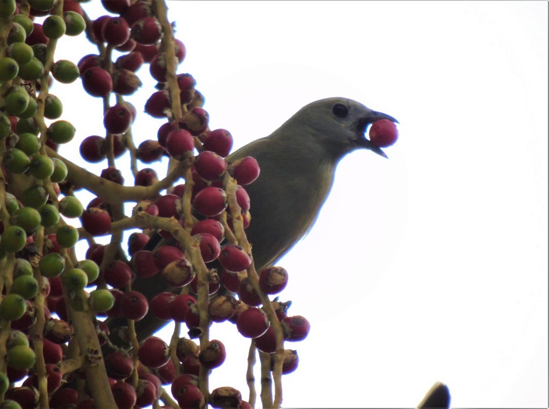 palmetanagar - ML644267249