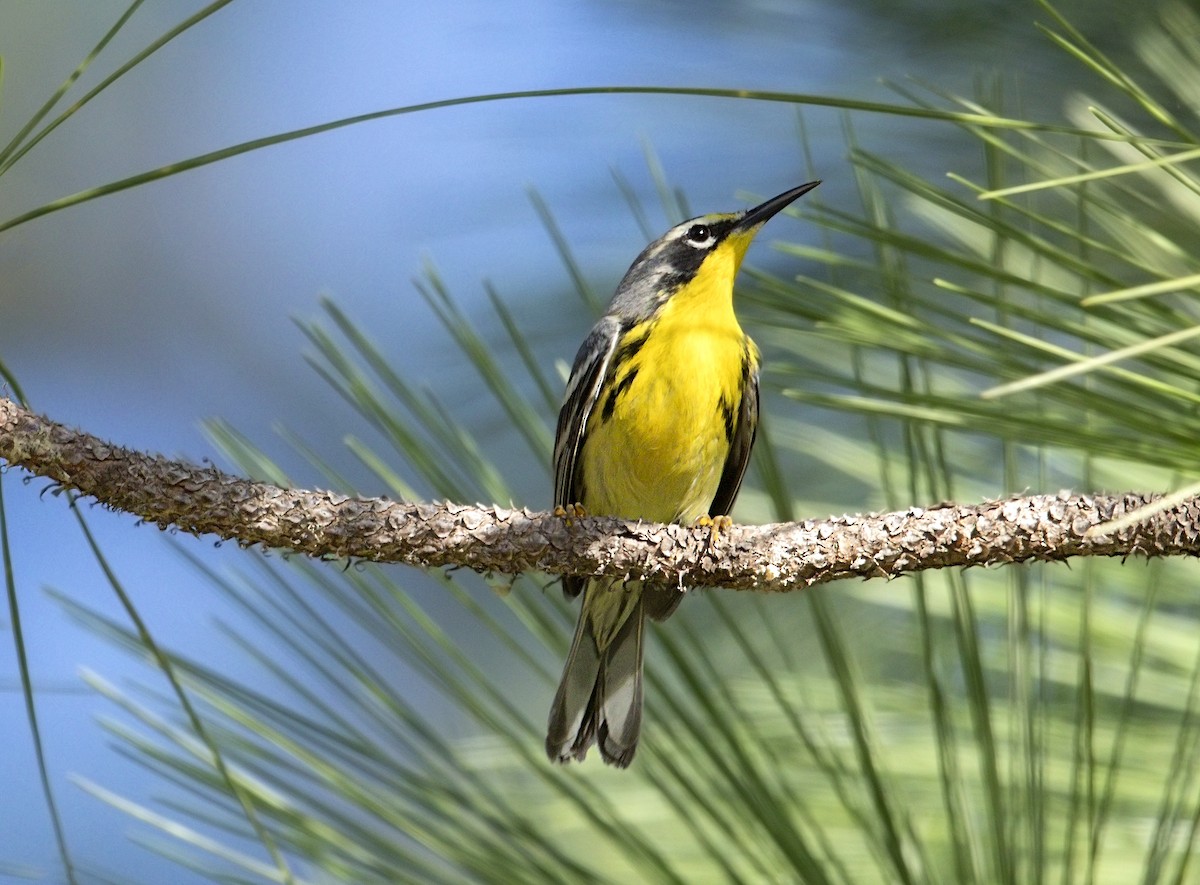 Bahama Warbler - ML644267251