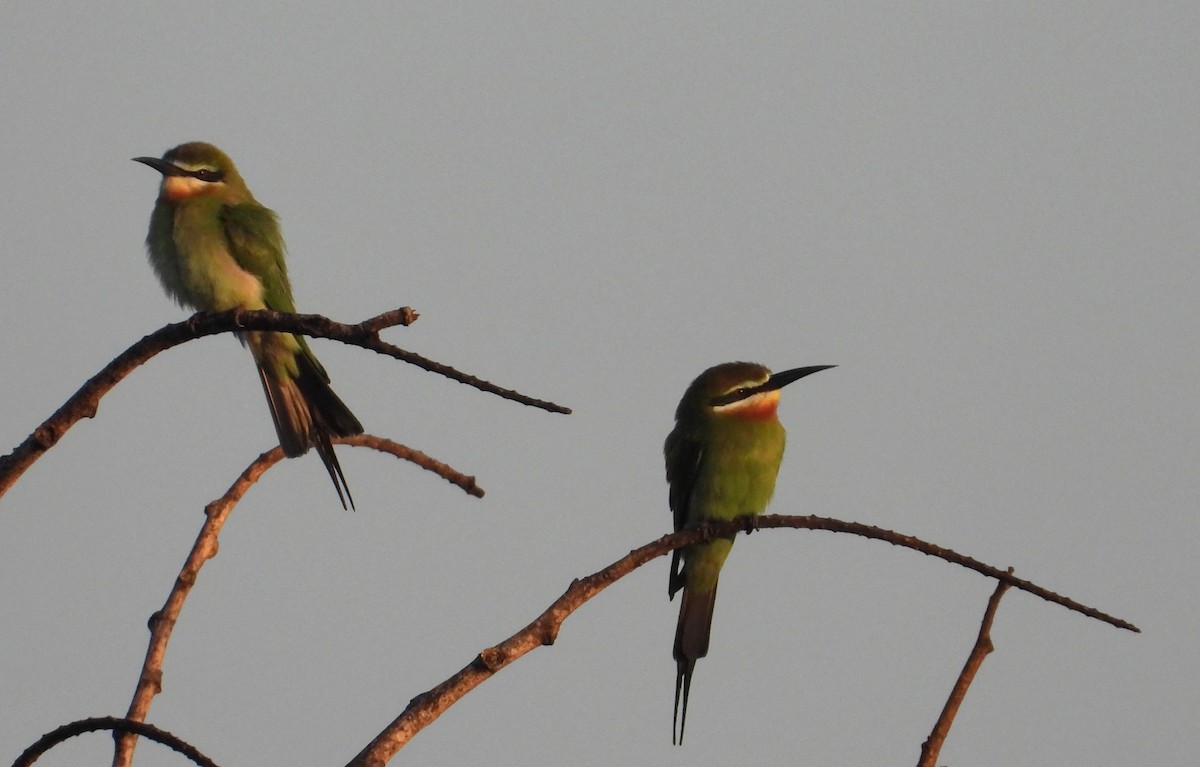 olivenbieter - ML644267255