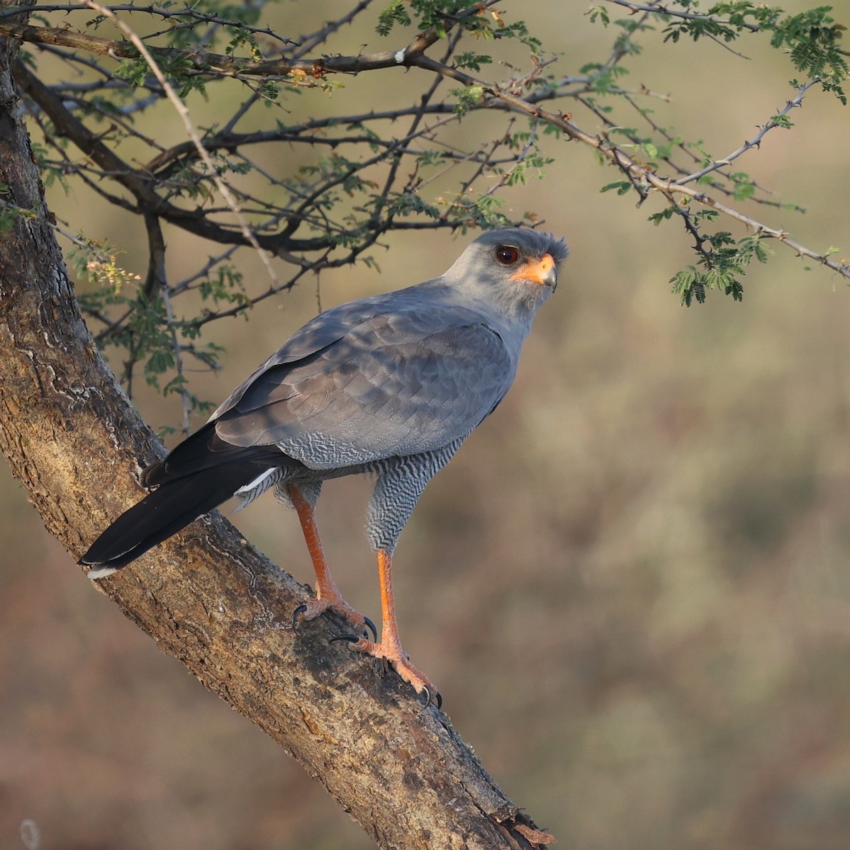Dark Chanting-Goshawk - ML644267263