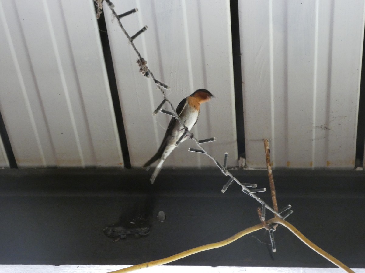 Welcome Swallow - ML644267285