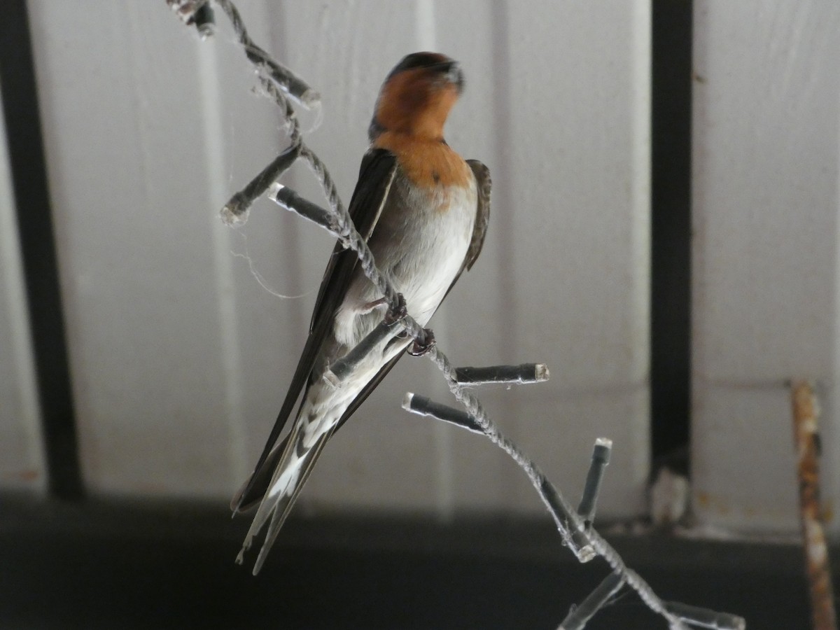 Welcome Swallow - ML644267287