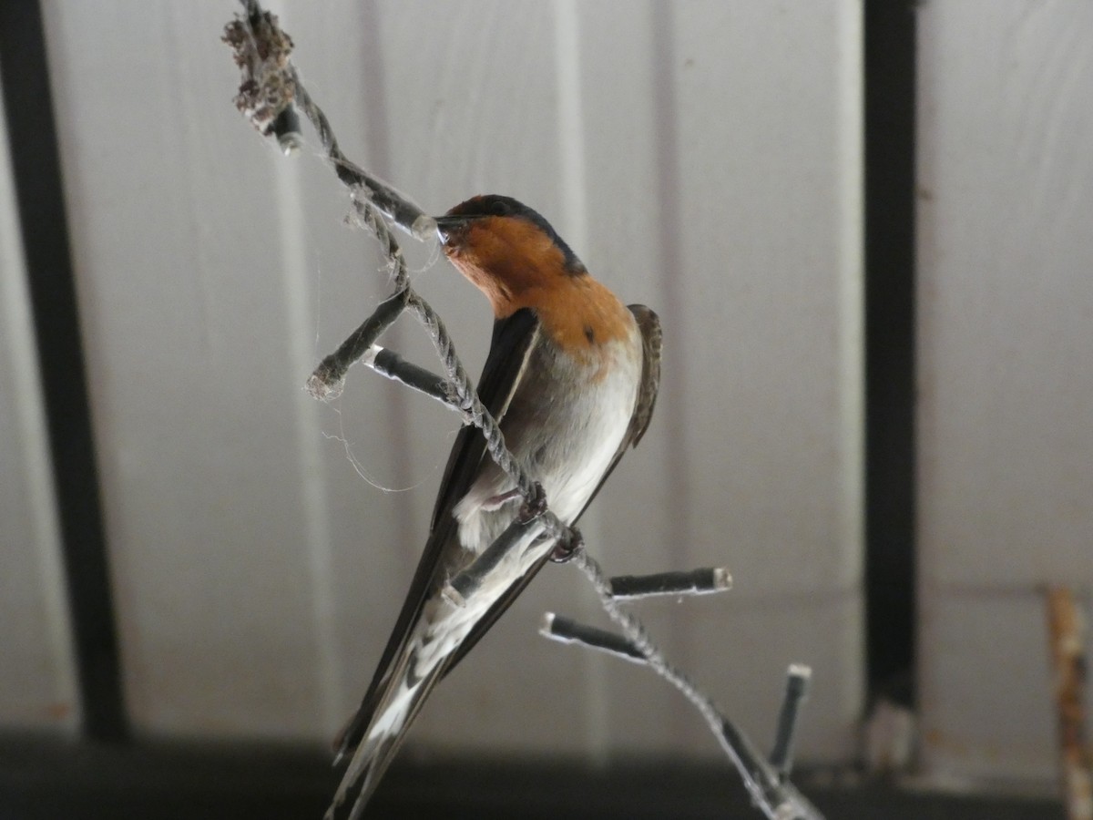 Welcome Swallow - ML644267288