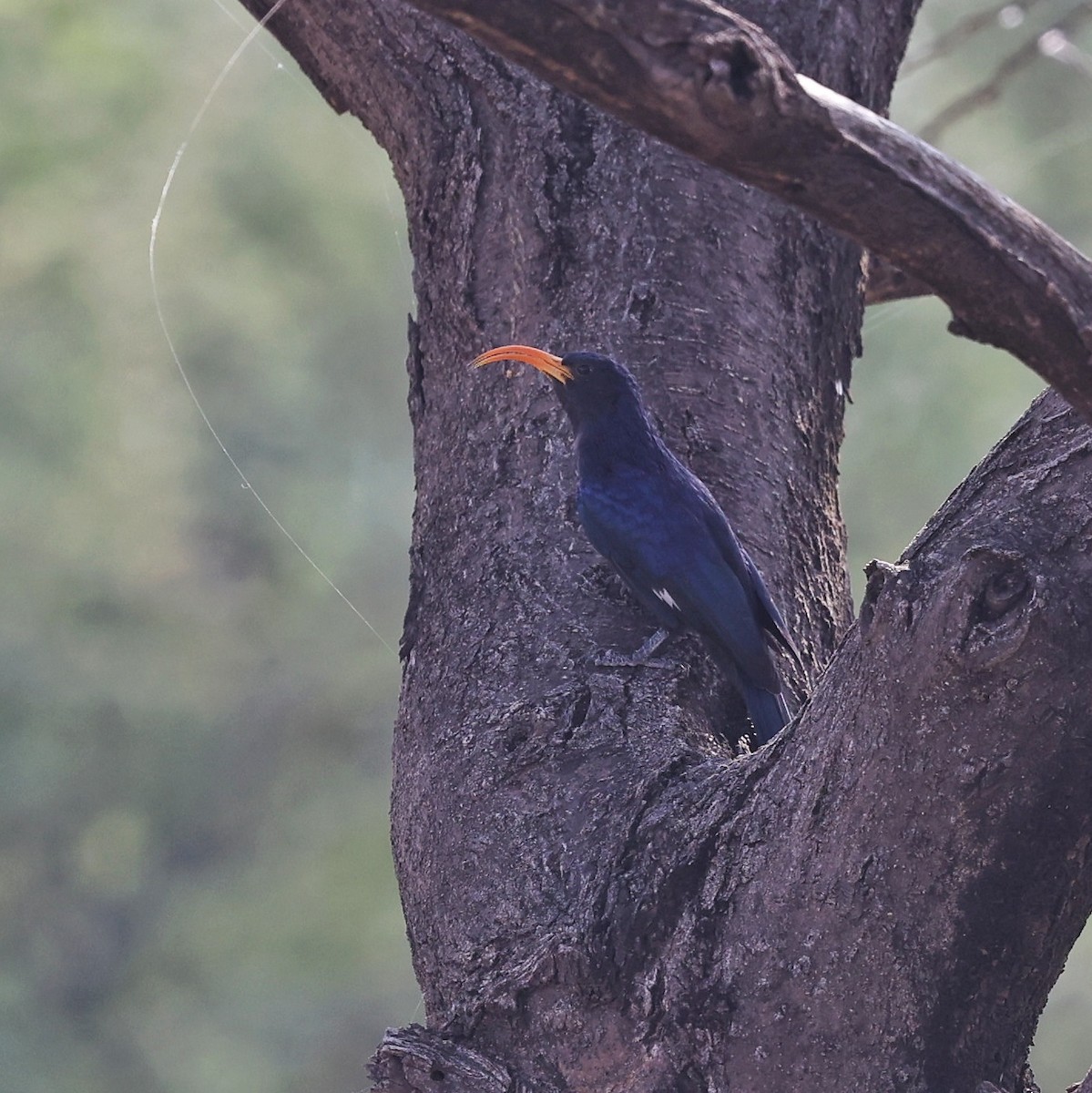 Abyssinian Scimitarbill - ML644267297