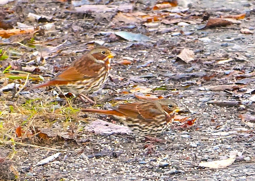 Fox Sparrow - ML644267306