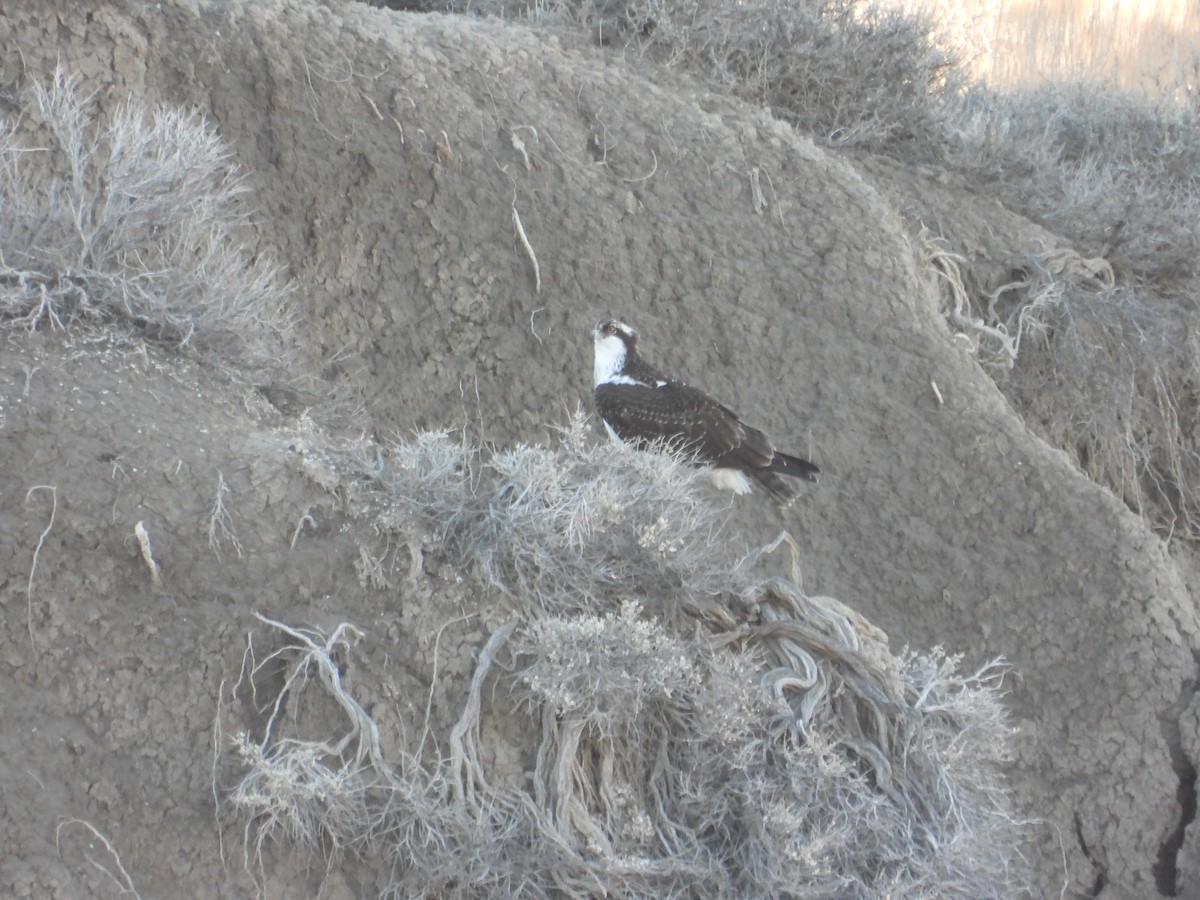 Osprey - ML644267315