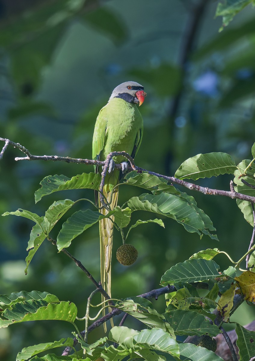 Nicobar Parakeet - ML644267317