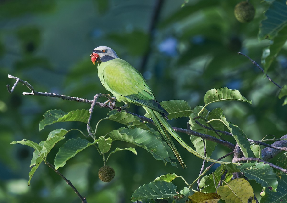 Nicobar Parakeet - ML644267318
