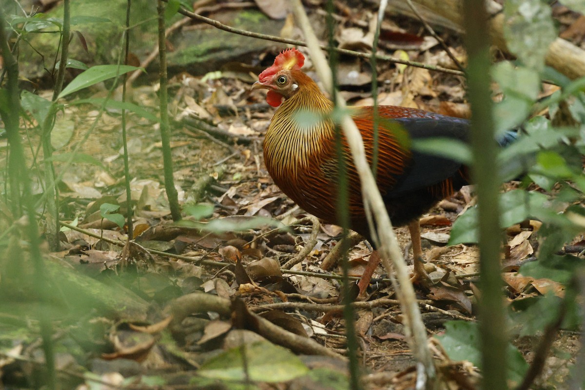 Sri Lanka Junglefowl - ML644267319