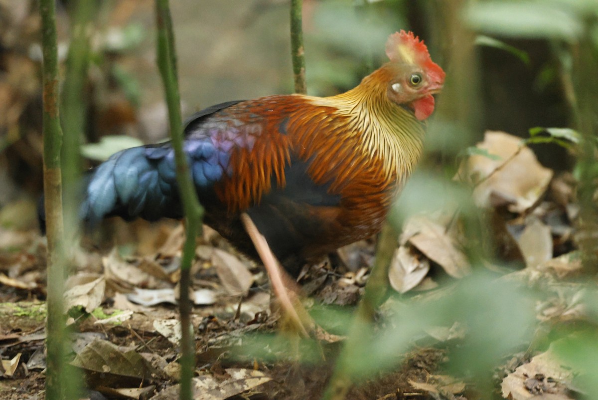 Sri Lanka Junglefowl - ML644267323