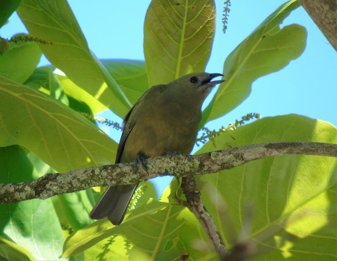 palmetanagar - ML644267324