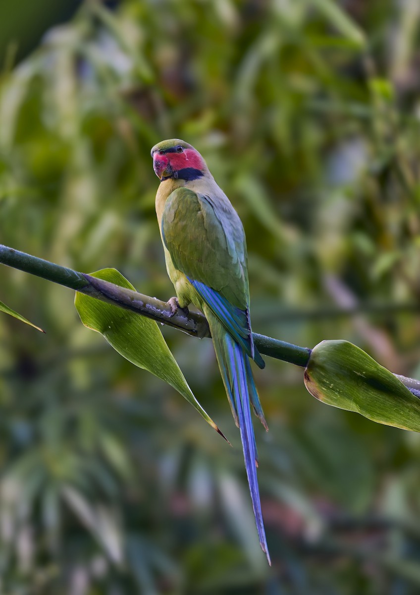 Long-tailed Parakeet - ML644267337