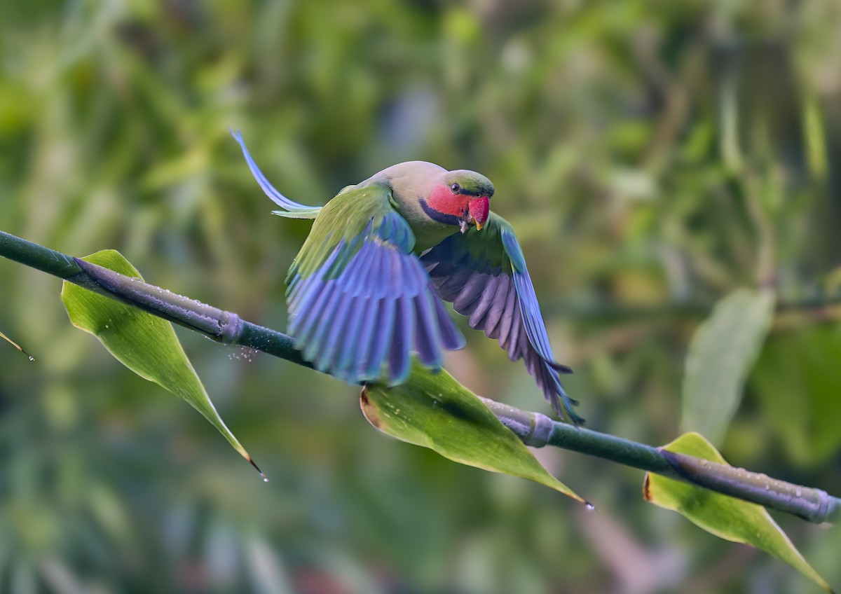 Long-tailed Parakeet - ML644267338