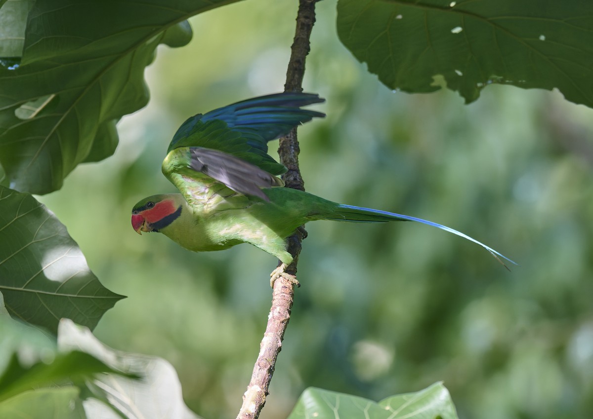 Long-tailed Parakeet - ML644267339