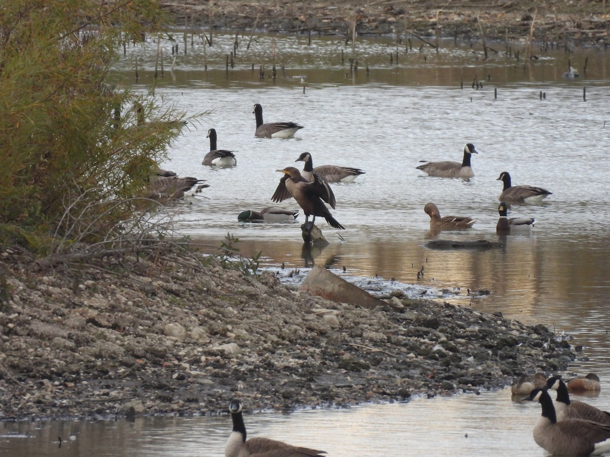 Cormorán Orejudo - ML644267341