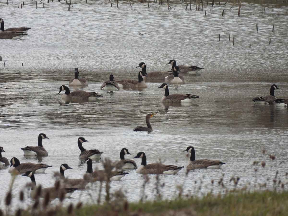 Cormorán Orejudo - ML644267343