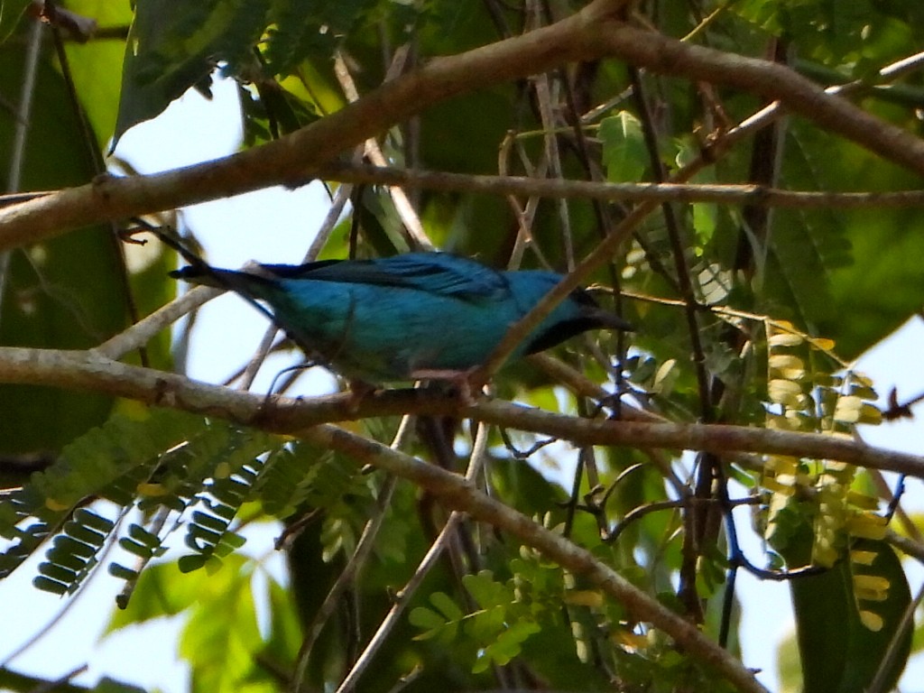 Blue Dacnis - ML644267345