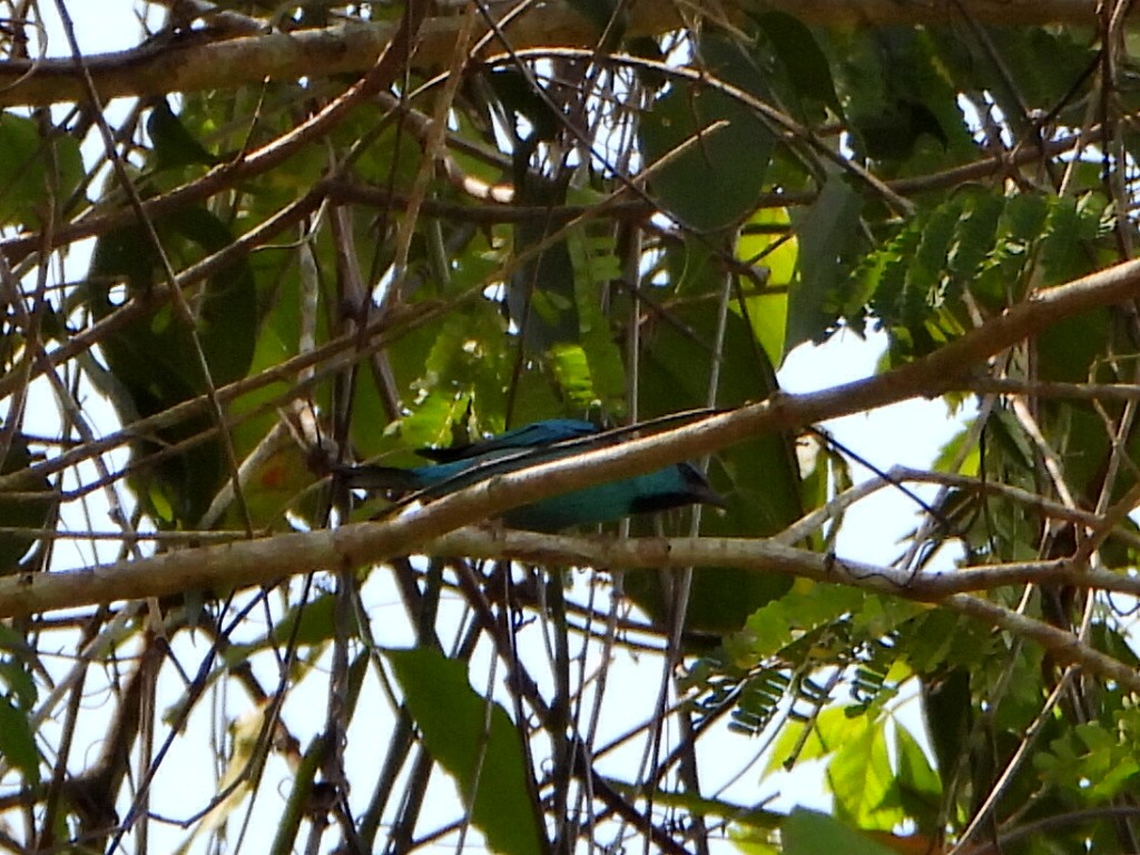 Blue Dacnis - ML644267346
