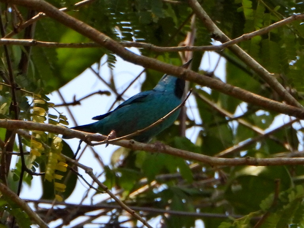 Blue Dacnis - ML644267347