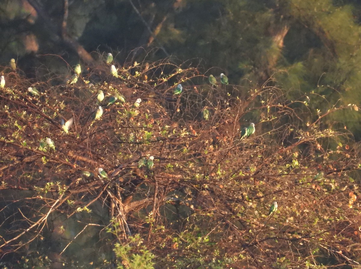 Grauköpfchen - ML644267349