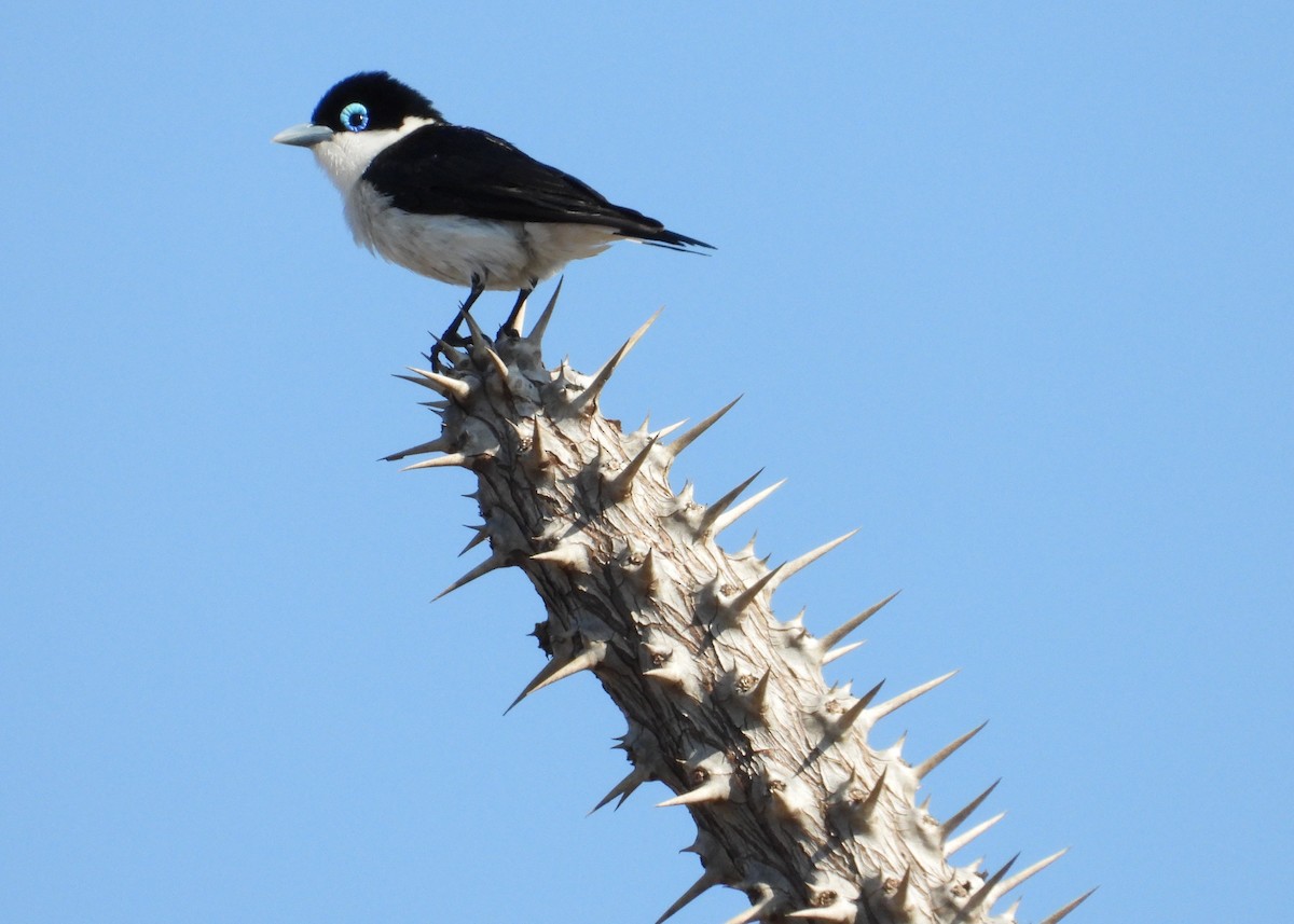 Artamie chabert - ML644267365