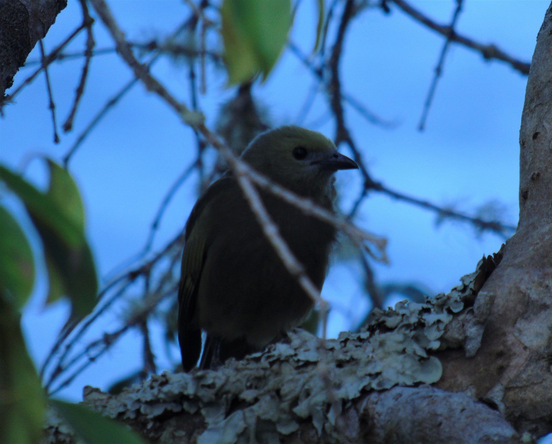 palmetanagar - ML644267366