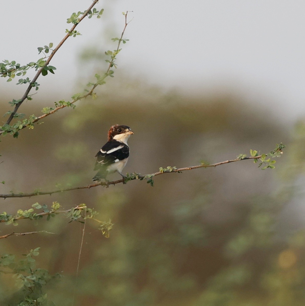 Woodchat Shrike - ML644267367