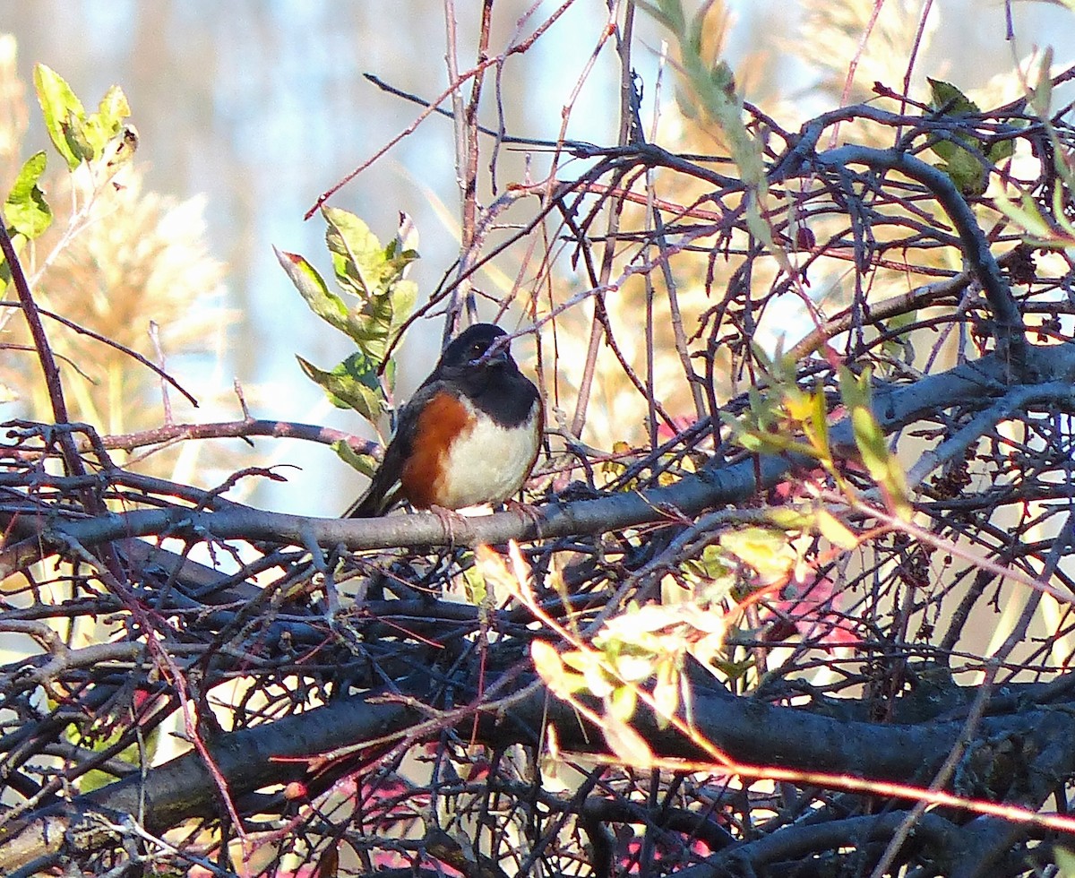 Eastern Towhee - ML644267370