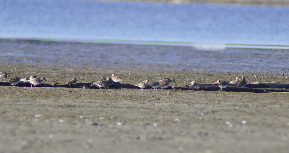 Çizgili Kumkuşu - ML644267385