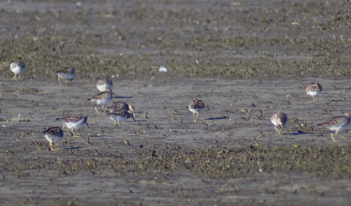 Çizgili Kumkuşu - ML644267386