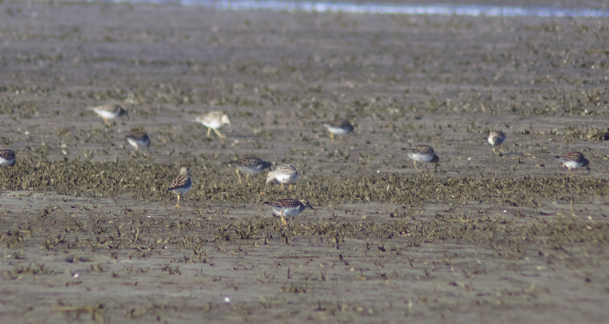 Çizgili Kumkuşu - ML644267387