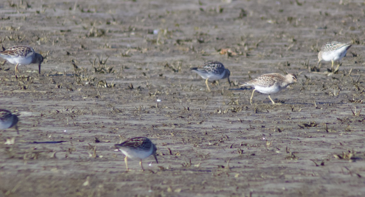 Çizgili Kumkuşu - ML644267388