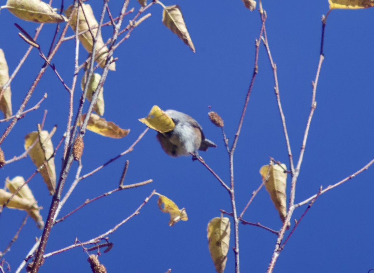 Mésange à tête brune - ML644267393