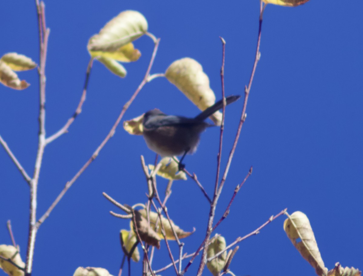 Mésange à tête brune - ML644267394