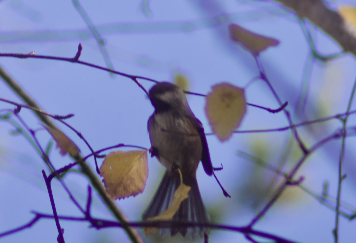Mésange à tête brune - ML644267395