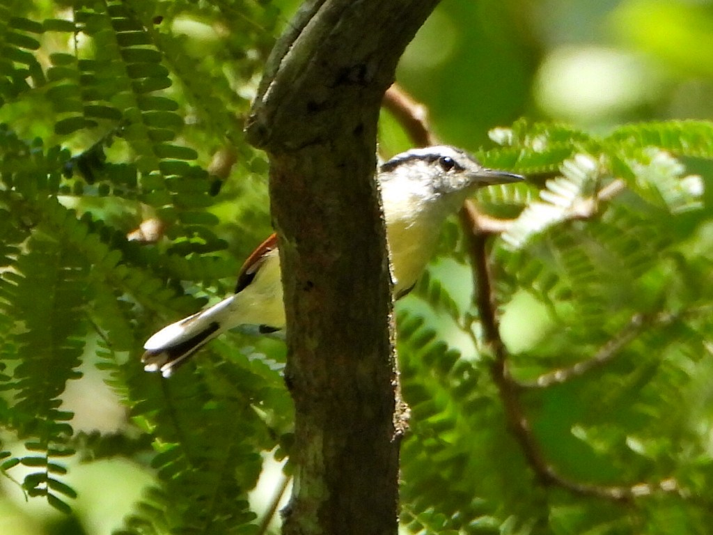 Rusty-winged Antwren - ML644267396