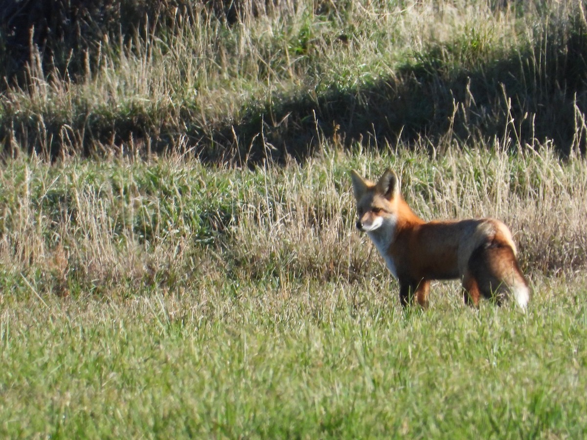 Rocky Mountain Red Fox - ML644267397