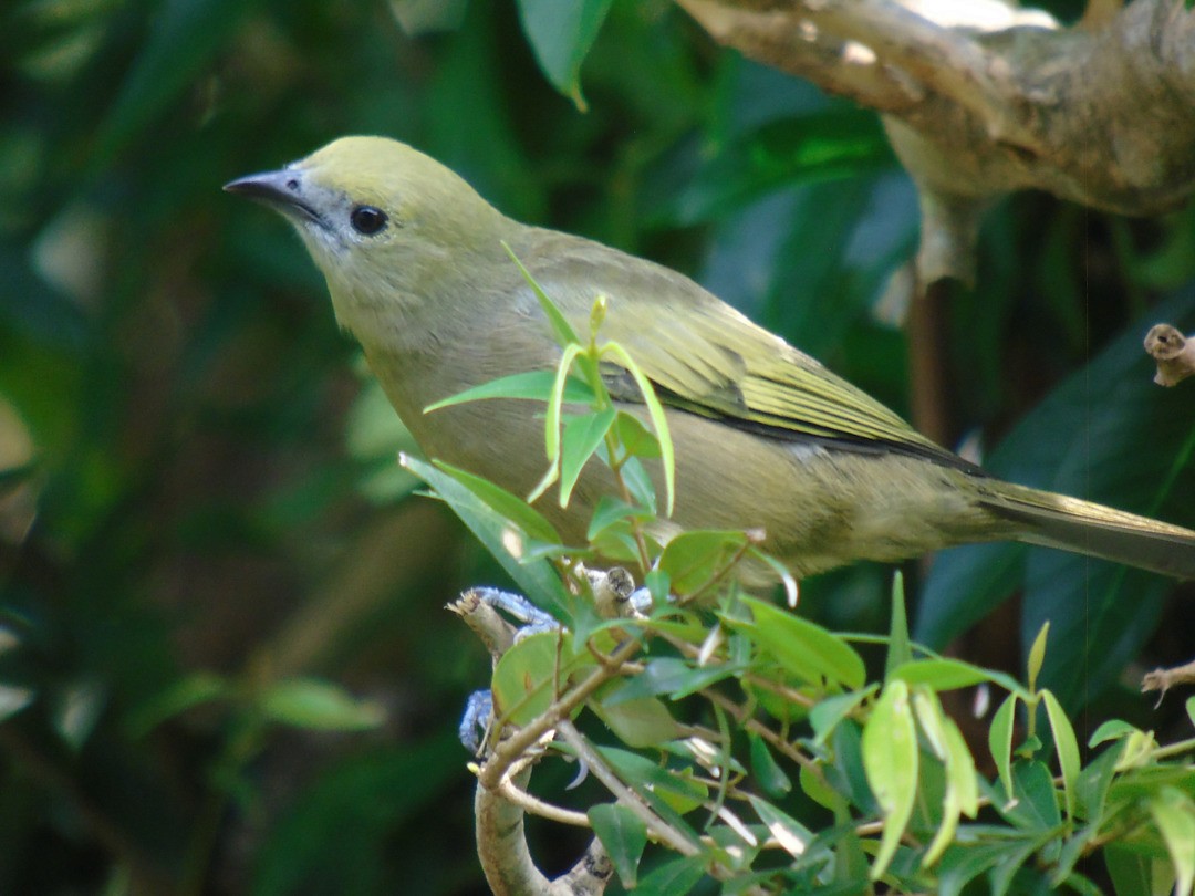 palmetanagar - ML644267405